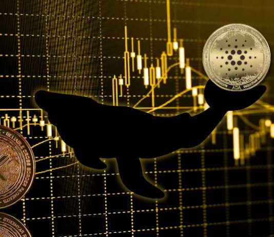 Viral Cardano (ADA) and Ripple (XRP) Rival to Rise 1,600%, Merchants Purchase Earlier than October Bull Run Viral Cardano (ADA) and Ripple (XRP) Rival to Rise 1,600%, Merchants Purchase Earlier than October Bull Run