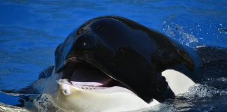 Whales Accumulate 40 Million XRP In 48 Hours – The place’s The Value Headed? Whales Accumulate 40 Million XRP In 48 Hours – The place’s The Value Headed?