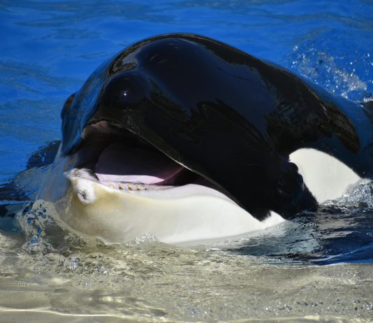 Whales Accumulate 40 Million XRP In 48 Hours – The place’s The Value Headed?