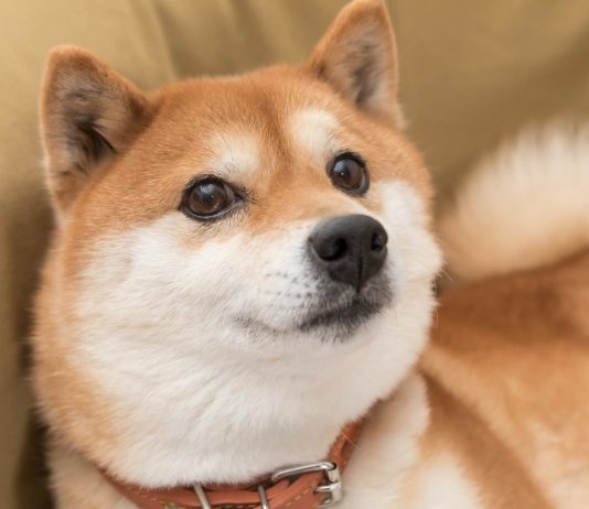 Shiba Inu On The Brink Of A 400% Rally, Analyst Says—Will It Ship?