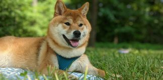 Dogecoin Jumps Over 16% In The Final Week — Extra Positive factors To Come?