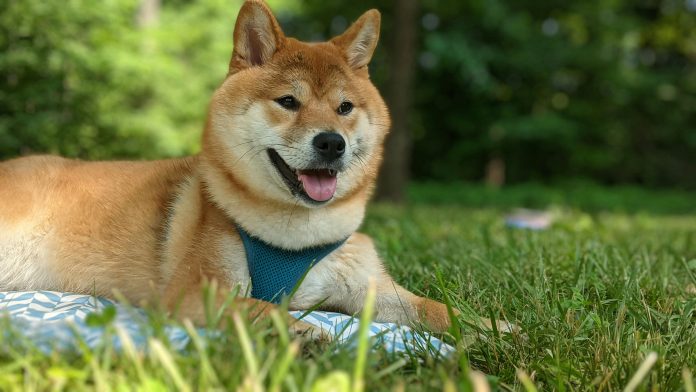Dogecoin Jumps Over 16% In The Final Week — Extra Positive factors To Come? Dogecoin Jumps Over 16% In The Final Week — Extra Positive factors To Come?
