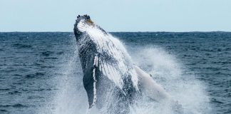 Lengthy-Silent Bitcoin Whale Resurfaces After 10 Years As BTC Worth Soars Lengthy-Silent Bitcoin Whale Resurfaces After 10 Years As BTC Worth Soars