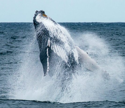 Lengthy-Silent Bitcoin Whale Resurfaces After 10 Years As BTC Worth Soars