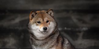 Shiba Inu Soars: Analyst Predicts 71% Rally In ‘Meme Tremendous Cycle’ – Particulars