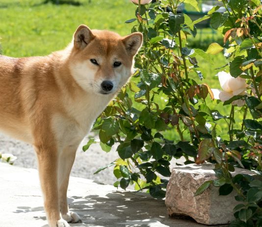 Neiro Breaks Above Key Degree Following 10% Weekly Drop, Is $0.0020 Subsequent?