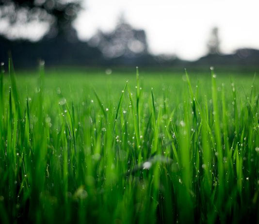 GRASS Token Fails To Break $2 Degree – Is It Time To Purchase?