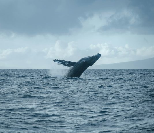Bitcoin Whales Enjoying It Protected? Addresses Holding 1,000+ BTC Decline Forward Of US Elections