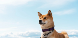 Dogecoin Worth Hits New 2024 Excessive: Right here Are 2 Methods It Might Go From Right here Dogecoin Worth Hits New 2024 Excessive: Right here Are 2 Methods It Might Go From Right here