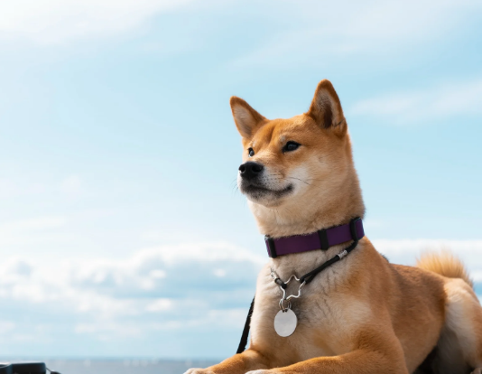 Dogecoin Worth Hits New 2024 Excessive: Right here Are 2 Methods It Might Go From Right here