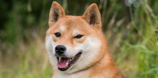 Dogecoin Eyes $1 Milestone: Is A $100 Billion Market Cap Subsequent? Dogecoin Eyes $1 Milestone: Is A $100 Billion Market Cap Subsequent?
