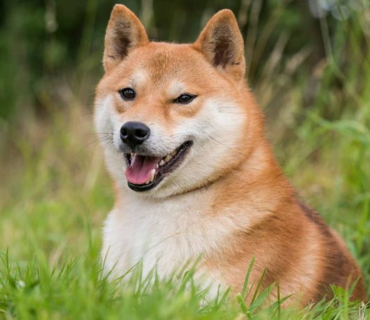 Dogecoin Eyes $1 Milestone: Is A $100 Billion Market Cap Subsequent? Dogecoin Eyes $1 Milestone: Is A $100 Billion Market Cap Subsequent?