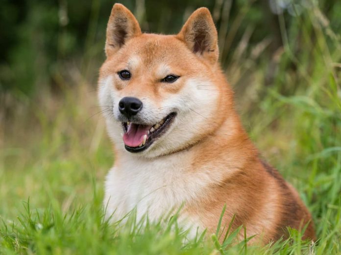 Dogecoin Eyes $1 Milestone: Is A $100 Billion Market Cap Subsequent?