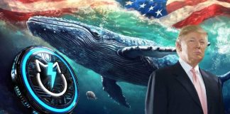 Finest Cryptocurrency to Make investments Earlier than Trump Presidency | High 5 Crypto Cash Whales Are Shopping for