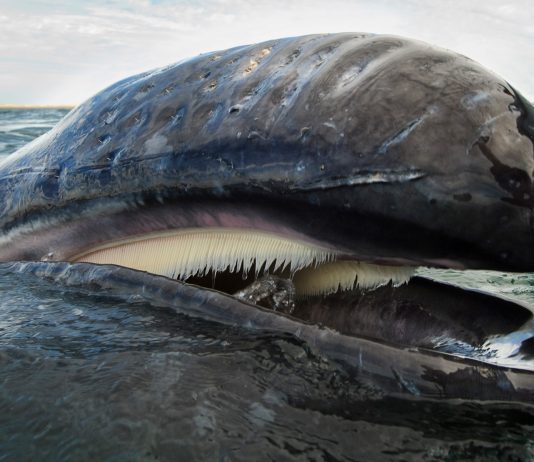 Is $10 Inside Attain For Cardano? Whale Strikes Sign Massive Rally Forward