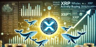 XRP Whales Loading Up – Knowledge Reveals Shopping for Exercise