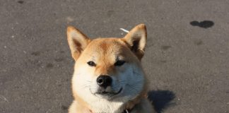 Whales Are Again: Dogecoin Value Forecast Soars To $20 Whales Are Again: Dogecoin Value Forecast Soars To $20