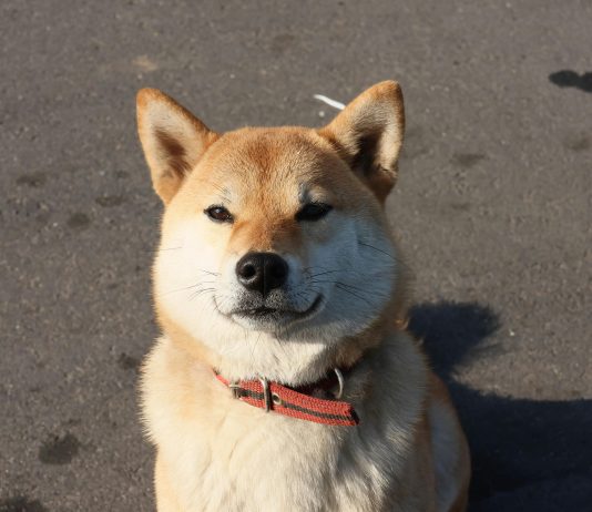 Whales Are Again: Dogecoin Value Forecast Soars To $20