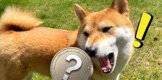 Mid-2025 Predictions: Three Altcoins Able to Surpass Shiba Inu’s Legendary Surge