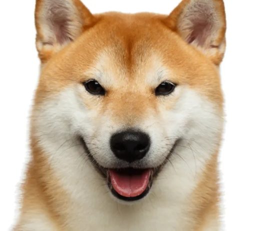 Shiba Inu Builds Momentum: ‘Monster’ Value Transfer Coming—Analyst