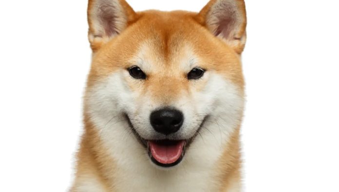 Shiba Inu Builds Momentum: ‘Monster’ Value Transfer Coming—Analyst