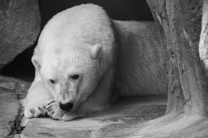 Bitcoin Bearish Case: Continued Rejection At $100,000 Will increase Probability Of Breakdown