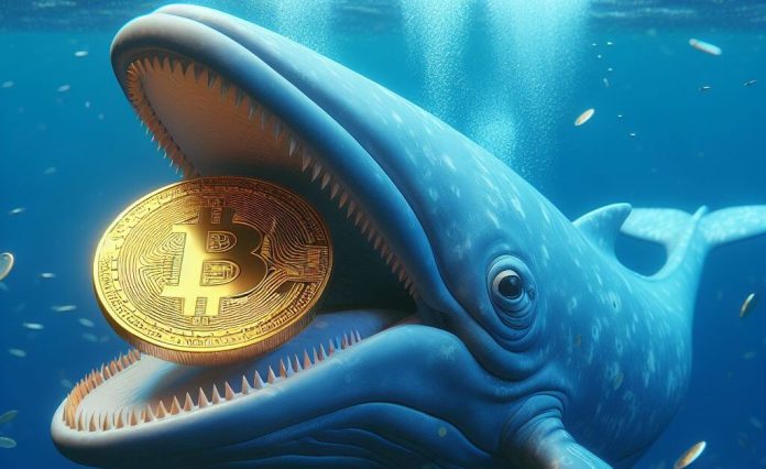 Bitcoin Whales On The Rise As Market Sees Worth Growth – What It Means
