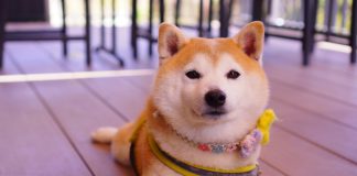 Dogecoin ‘Energy Of three’ Sample Enters Distribution Part: Large Bull Run Incoming? Dogecoin ‘Energy Of three’ Sample Enters Distribution Part: Large Bull Run Incoming?