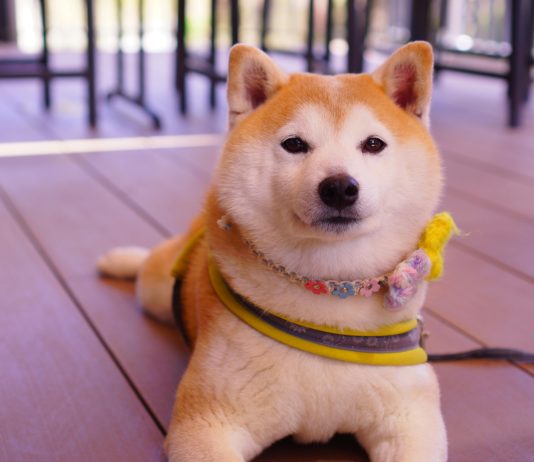 Dogecoin ‘Energy Of three’ Sample Enters Distribution Part: Large Bull Run Incoming? Dogecoin ‘Energy Of three’ Sample Enters Distribution Part: Large Bull Run Incoming?