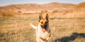 CZ Sparks Memecoin Frenzy With Canine Image: 4.Meme Begins Token Betting Occasion