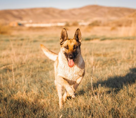 CZ Sparks Memecoin Frenzy With Canine Image: 4.Meme Begins Token Betting Occasion