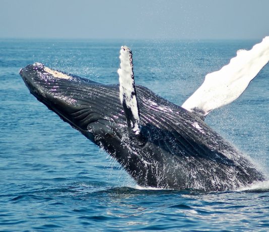 Shiba Inu Whale Exercise Plunges 79% In Three Months — What’s Taking place?