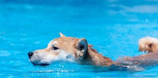 Last Dip? Dogecoin Correction May Precede A Document Surge—Analyst Last Dip? Dogecoin Correction May Precede A Document Surge—Analyst