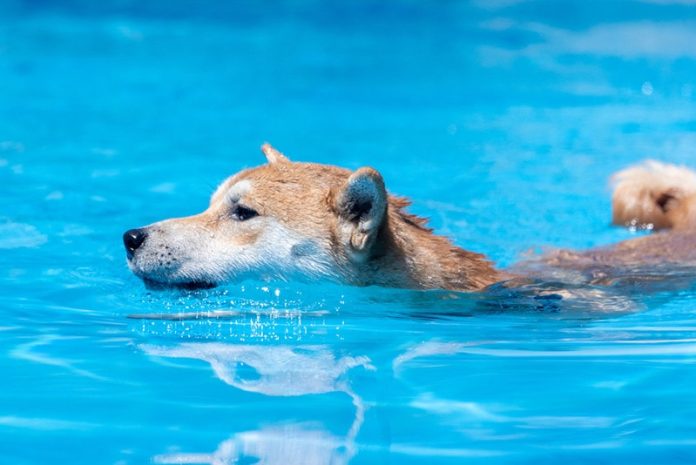 Last Dip? Dogecoin Correction May Precede A Document Surge—Analyst
