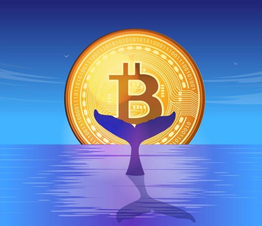 1 Million Bitcoin In New Whale Arms—A Mega BTC Rally On The Horizon?
