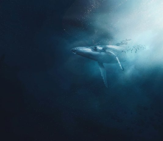 Bitcoin Whales Make Huge Strikes As Bullish Momentum Resurfaces