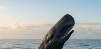 Whale Grabs 506 Billion PEPE—Is A Value Explosion Close to?