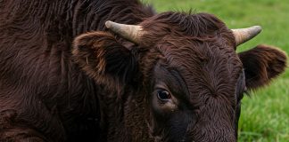 Bitcoin Bulls Crushed: $500 Million Liquidation Shakes Market Confidence Bitcoin Bulls Crushed: $500 Million Liquidation Shakes Market Confidence