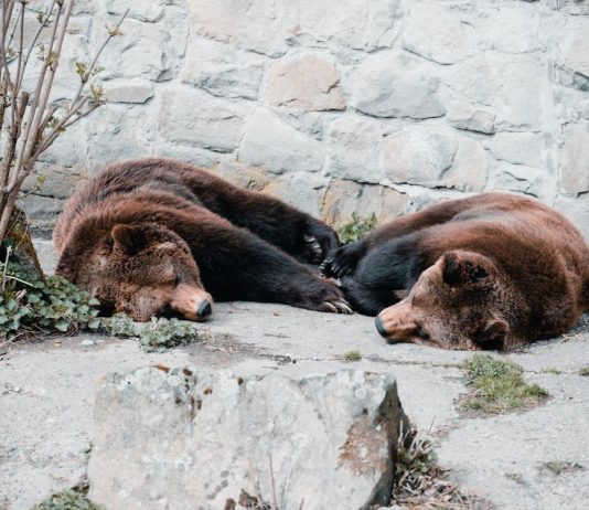 Skilled Analyst Warns Bitcoin/VIX Is Not Bullish: Bear Market Alerts