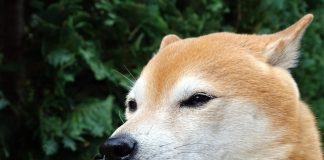 Is Shiba Inu On Observe To Dethrone Dogecoin? Right here’s What The Consultants Say