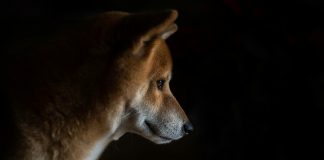 Dogecoin Worth Closes In On Main Trendline For Breakout To $1