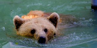Bearish Case For Bitcoin: Analyst Warns Falling Wedge Is A Whale Entice That Might Drag Value To $67okay