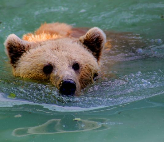 Bearish Case For Bitcoin: Analyst Warns Falling Wedge Is A Whale Entice That Might Drag Value To $67okay Bearish Case For Bitcoin: Analyst Warns Falling Wedge Is A Whale Entice That Might Drag Value To $67okay