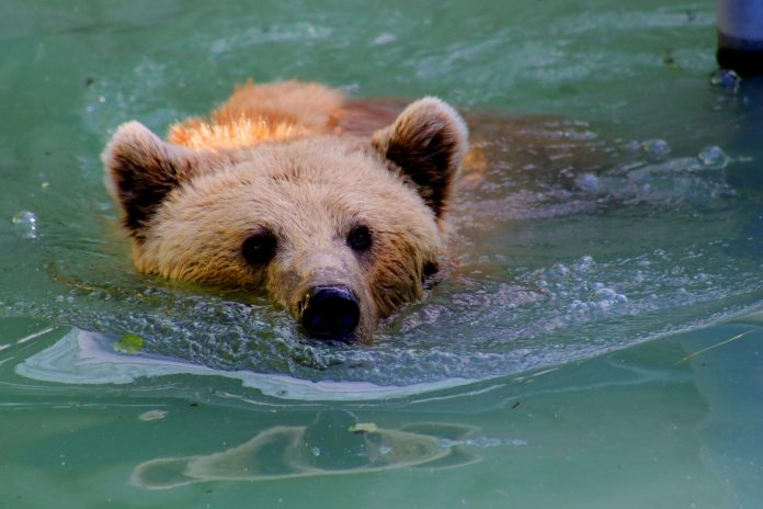Bearish Case For Bitcoin: Analyst Warns Falling Wedge Is A Whale Entice That Might Drag Value To $67okay Bearish Case For Bitcoin: Analyst Warns Falling Wedge Is A Whale Entice That Might Drag Value To $67okay