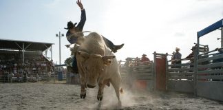 Is Bitcoin Bull Run Again? Each day RSI Reveals Solely Gentle Bullish Momentum