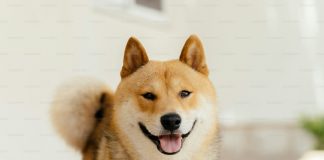 Analyst Drops Dogecoin Bombshell: 174% Surge To $0.65 In Sight