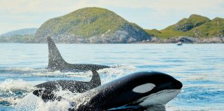 Crypto Whales On Watch As Over $three Billion In Tokens Unlock Subsequent Month