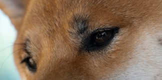 Can Dogecoin Value Nonetheless Rally 1,000%? Analyst Reveals Finish-Of-12 months Prediction