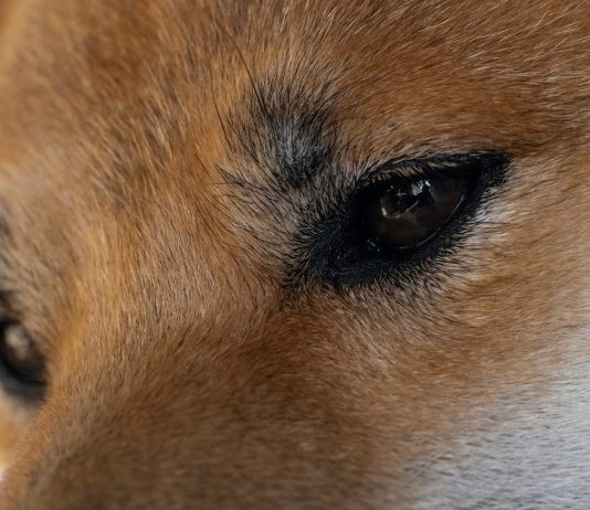 Can Dogecoin Value Nonetheless Rally 1,000%? Analyst Reveals Finish-Of-12 months Prediction