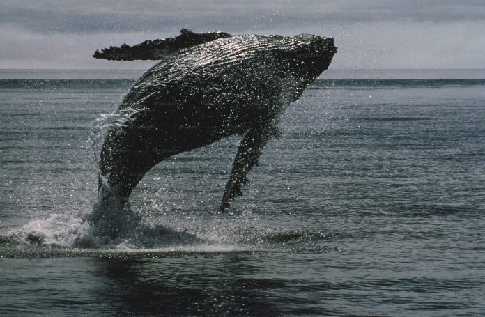 Bitcoin Whale Breaks Silence With $26 Million Switch — What’s Going On?